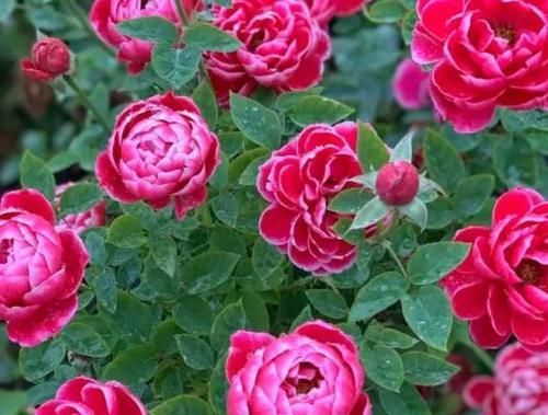  『花期』推荐这款“花卉”给你，花期超长，一年四季花开不断，适合阳台