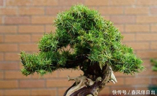  网带：过年送人什么花好盆栽？考拉园艺网带你了解过年如何送人盆栽