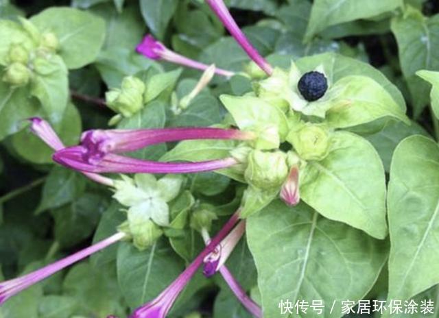 #湿润#湿润的河边,若是看到1种“地雷花”,记得珍惜,别轻易拔除!