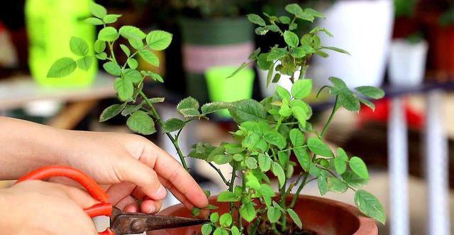  生长旺盛：阳台养花，做到这“3点”，枝繁叶茂，花开满枝，美不胜收