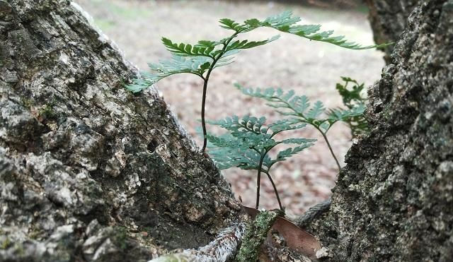  人称@农村一种长在树上的植物，人称“狼尾山草”，市场价40元一