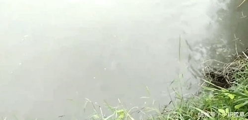 「泥鳅」河鳗还是大泥鳅? 目测有三四斤了, 有人认识吗? 网友: 应该值钱