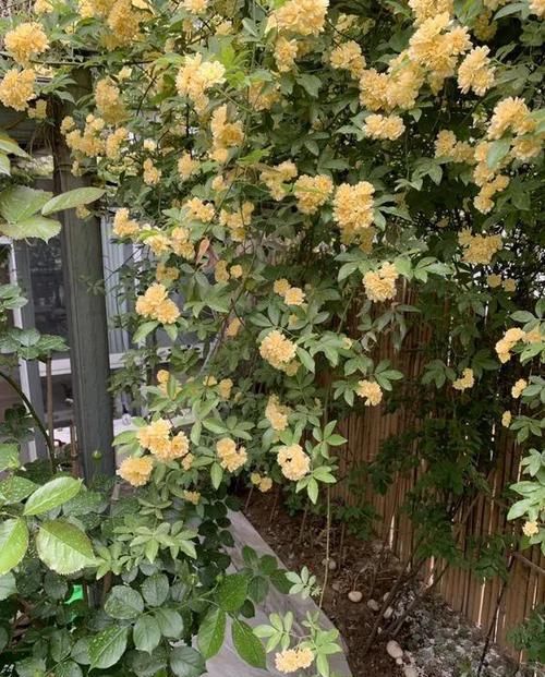 「翻天」3种花开如瀑布,一不留神变花海,美翻天!