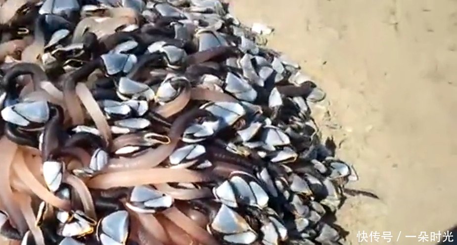 男子在海边游玩时发现沙滩上有一堆东西，走近之后整个人都不好了