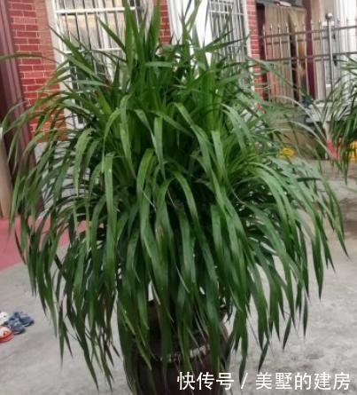  【土壤】龙须树正确换盆缓苗的方法，换完叶片不打蔫，植株更精神