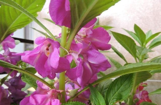  「可赏」这种花可赏可食可入药，关键价格也不贵