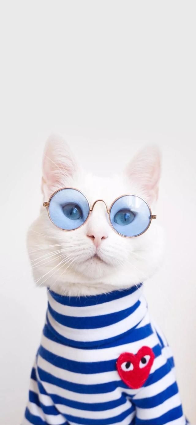  『星球』80张超可爱的猫咪壁纸丨我来自喵星球，来地球只是为了遇见你