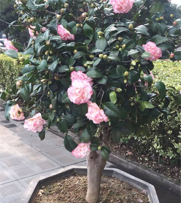 『茶花』养茶花的高手,施肥跟别人就是不一样