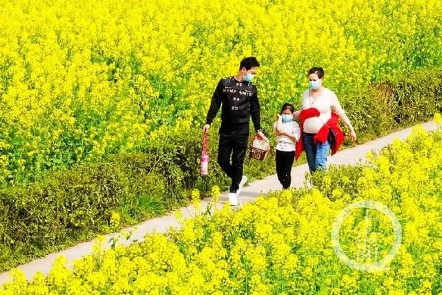 潼南万亩油菜花美翻了 快来云赏花【2020热门旅游景点】