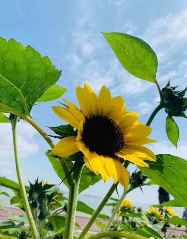  公园的向：超罕见白色、黑色向日葵！8千㎡花海！就藏在珠海市区！