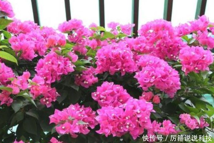 「懒人」“3种花” 最适合懒人养,越不管长得越旺,管的勤快黄叶又烂根!
