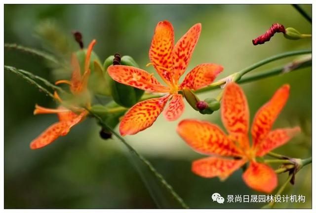  『适合』适合庭院种植的27种常用宿根花卉