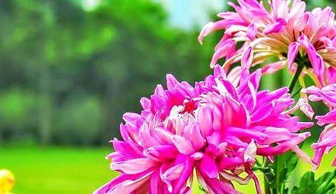  [喜欢]喜欢菊花，那 就养盆“珍稀名菊”陶然醉，似佳人伴舞，优雅美丽