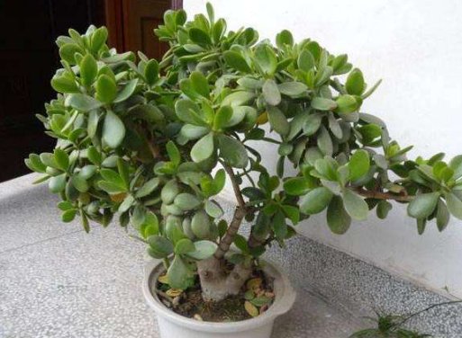  「玉树」养花要“舍得”，5种花“越剪越旺”，四季花开，开花变成棒棒糖