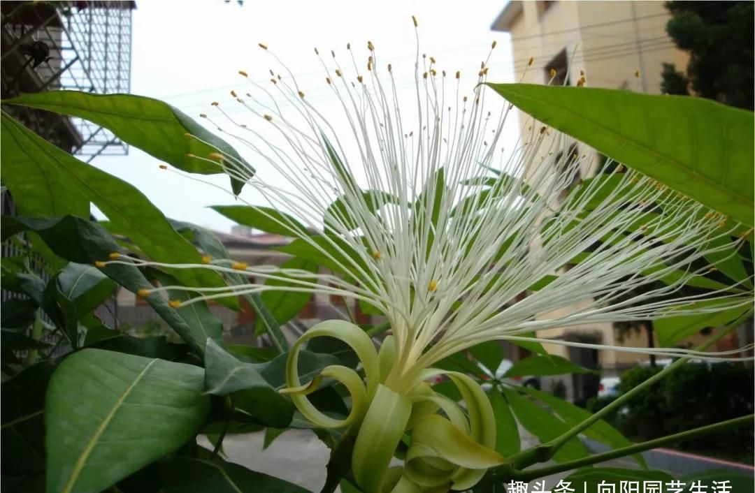  『不好』发财树不好养，老花匠教你养，做好这4点，还能开出小白花