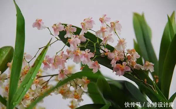 「喜欢」别傻傻养绿萝了,家中摆上这3种“兰花”,不仅好闻,还显档次!
