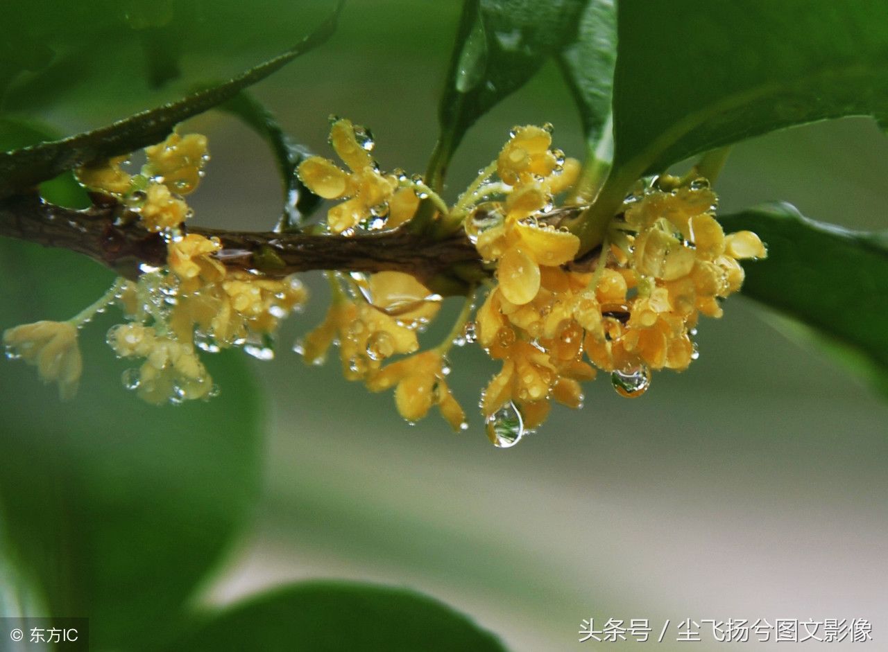 秋雨绵绵，秋叶秋花秋游秋意皆浓，金色的银杏林美若仙境