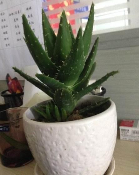 【肉质植物】这“2种”植物,最适合“上班族”养,不仅耐阴性,还能防辐射!