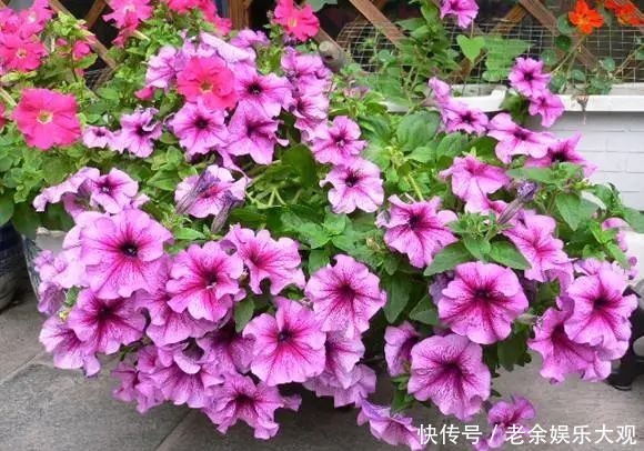 『适合』这几种便宜又好养的花草,养一盆天天有花赏,最适合新手
