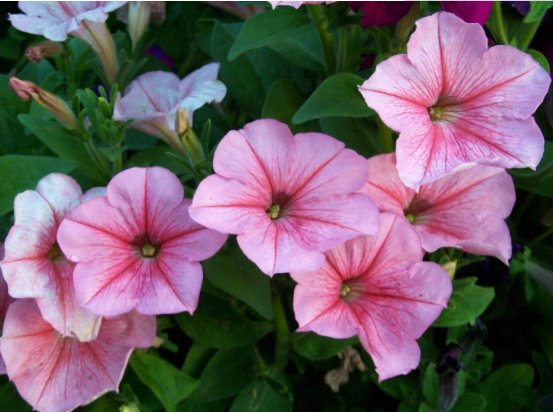  #艳丽#家养这5款小花，花色艳丽喜庆，比绿萝还好养，一开花就是大半年