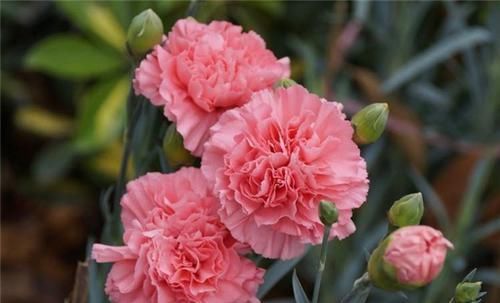  「栽培」美丽的鲜花装饰，世界四大切花，你知道是指哪些花吗？