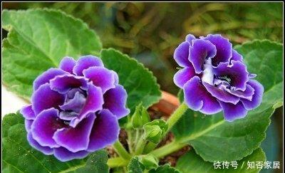  「艳丽」喜欢在家中养护花卉，就养护花色艳丽，花朵硕大，观赏价值高的花