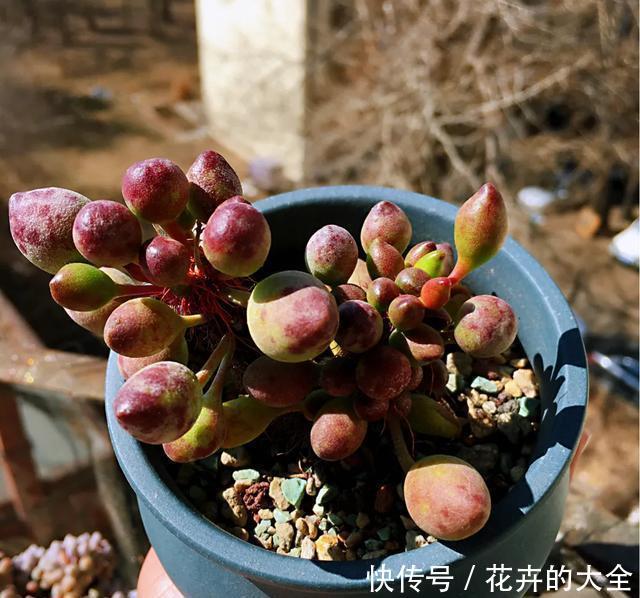  【多肉的时】多肉“铺面”的那些事儿