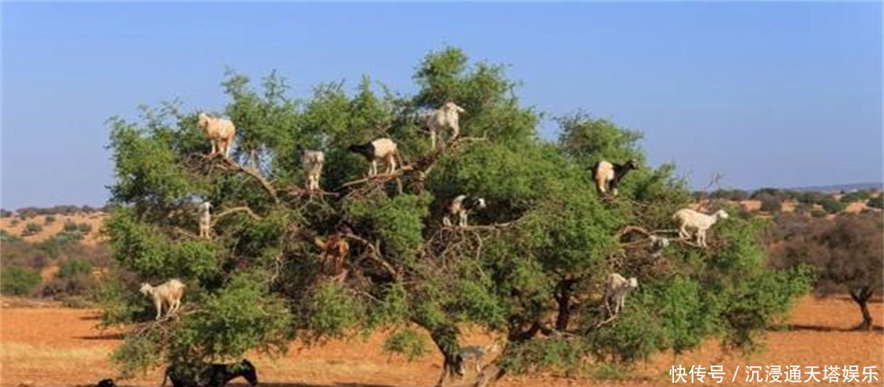 非洲“奇景”,山羊会上树,吸引众多游客参观