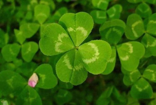  [迎接]家中养观赏花，不妨养盆“好运”花，新的一年迎接好运，万事兴旺