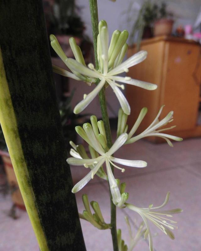  『种植物它』这几种绿植耐阴皮实，放在卫生间也能活，吸收废气净化空气