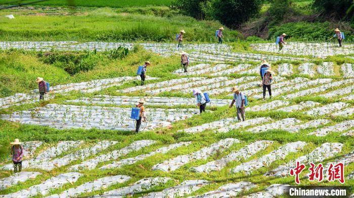  [村民]广西梧州：农民田间劳作场景构成诗意田园