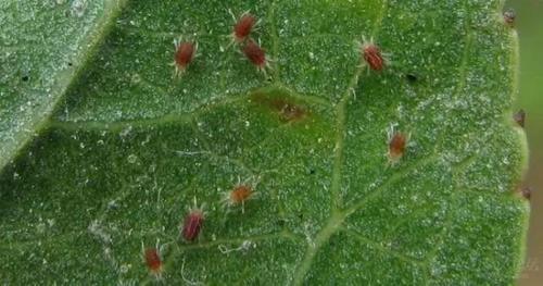 刺吸害虫真可恶，骚扰我家阳台上的花，看我如何治你！