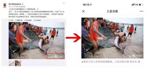 大东海■三亚大东海海滩出现鲨鱼咬人？官方辟谣：假的！