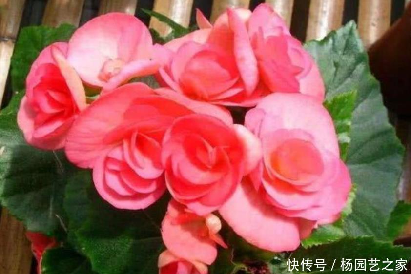  适合：4种花超好养，一年四季开花不断，适合懒人新手养，漂亮有成就感
