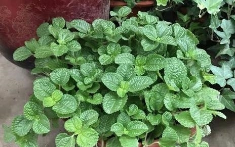 【舒适】卫生间''除异味''大招:放置3种绿植除臭,居家环境更舒适