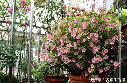  『门口』庭院门口4种花，花量大花期长，从春一直开到秋，也可盆栽养护