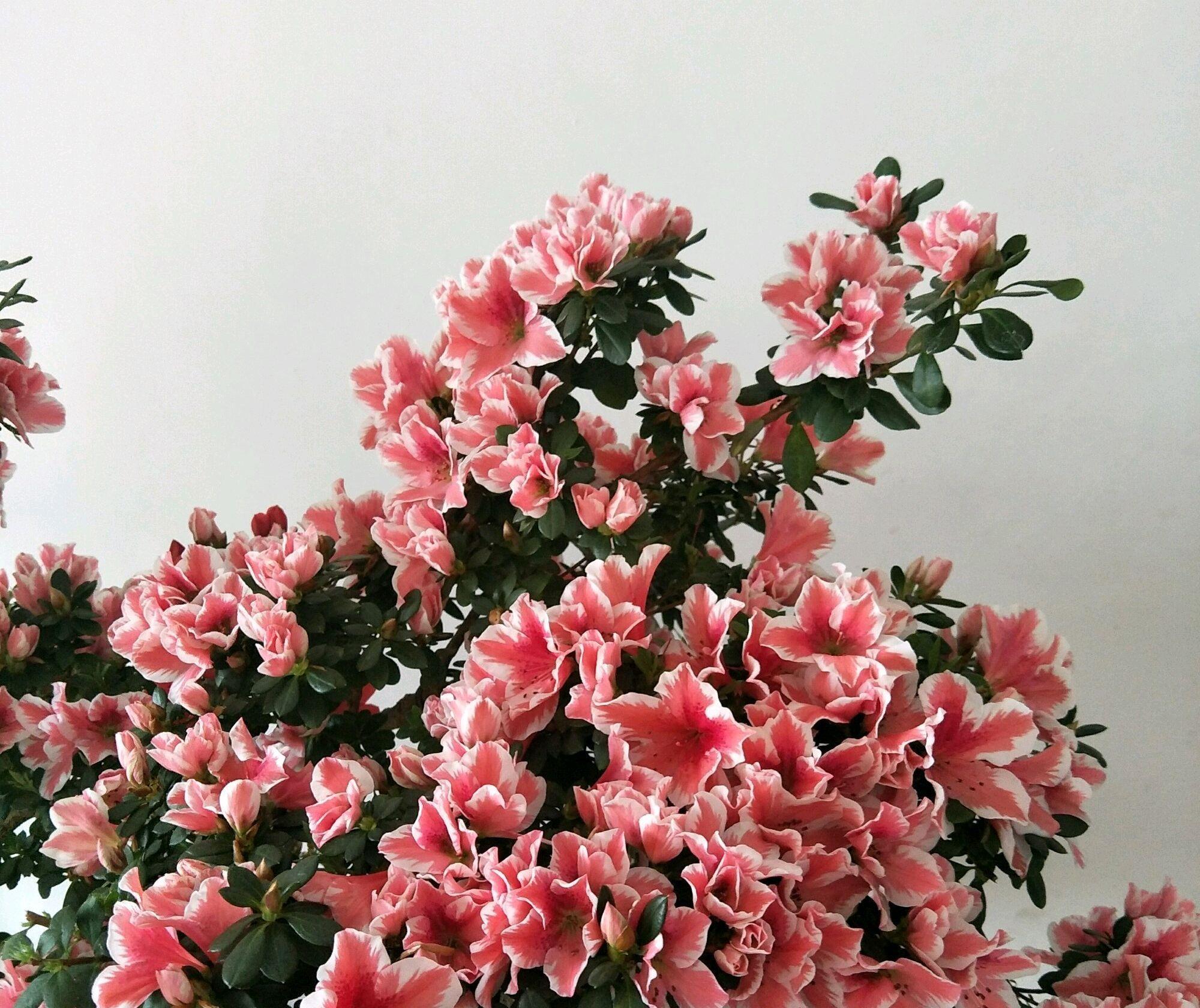 快速:野生杜鹃盆景桩头栽种存活技巧,裸根的杜鹃花也能快速发根