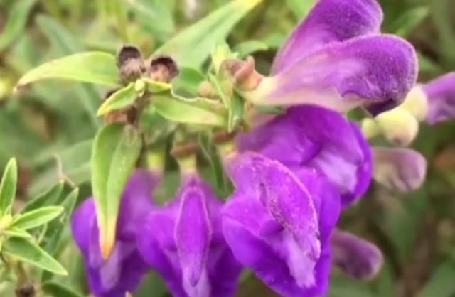  「野花」这野花生长在山上，以前被农民用来喂牛，如今却是珍贵