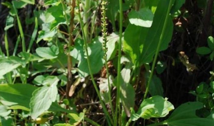  『神药』田间的一种“猪耳朵”草，农民眼中一文不值，中医眼中的“神药”