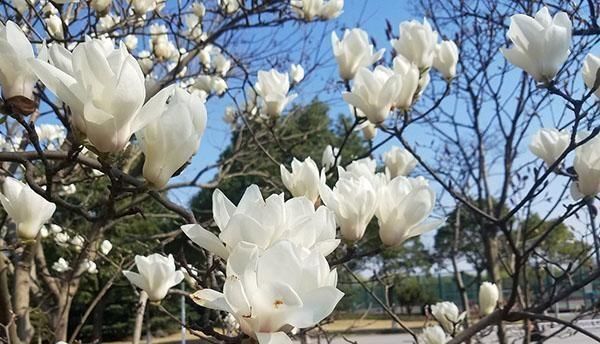 随便■7种最适合“造景”的花,家里有庭院,随便种3-5棵,就是个小花园