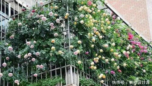  「有花赏」她用一年时间，把阳台变成小花园，四季有花赏，邻居看了都羡慕