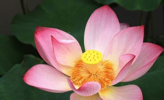 #旺盛#六月养这些花,越晒越旺盛,热不死还疯长,美得逆天!