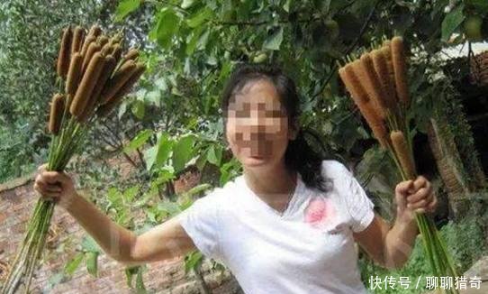 农村姑娘在地里种“热狗”，年收入让人羡慕，人们纷纷表示没见过