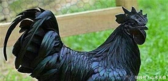  鼓吹@养殖骗局又来，一个蛋5元，一年产300枚，商家鼓吹农民听信