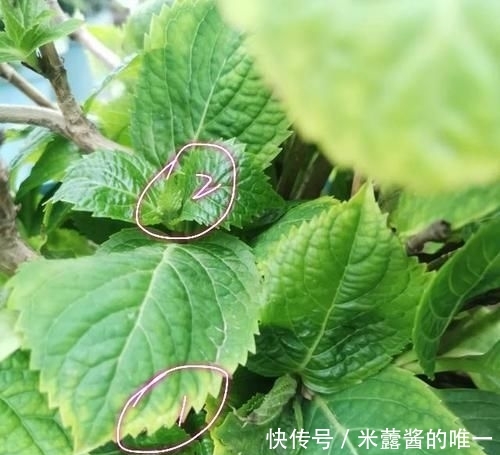 『位置』喜肥的绣球花该怎么施肥?用错肥比不施肥更危险,容易烧苗枯苞