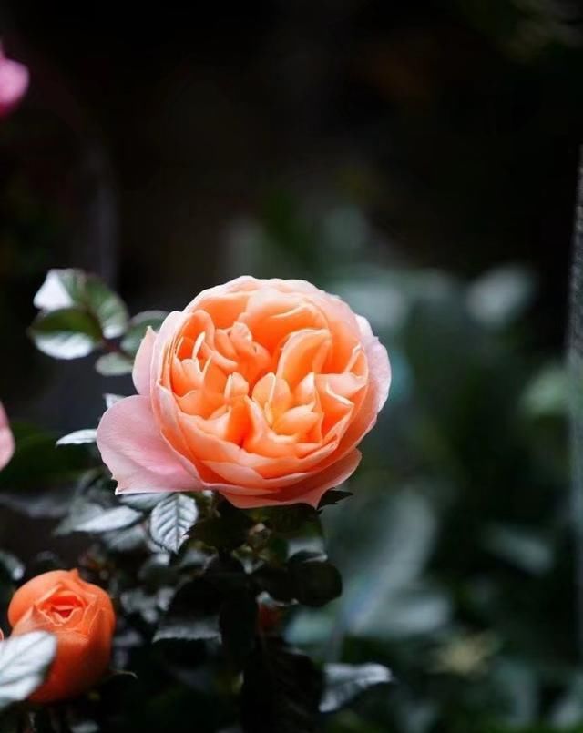  『花开』散文：此花无日不春风