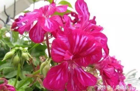  每种■110种天竺葵，每种都超美，看看你认识多少种？