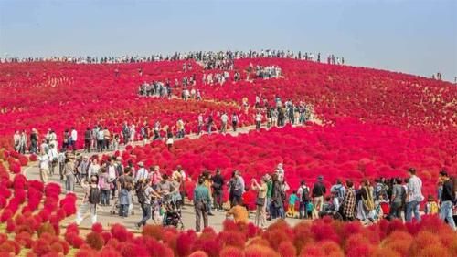 植物：世界上有一种植物，中国把它当扫把，到了日本价值却翻了
