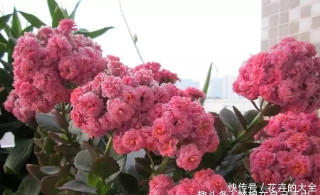  #将富贵竹#家庭最适合养这3种花，“一根枝”能养出一整盆，而且好运不停！