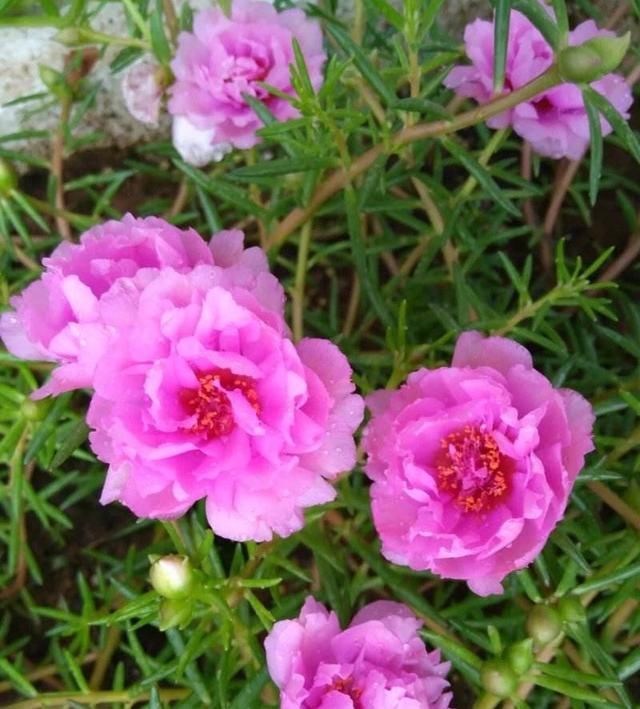  『漂亮』皮实又便宜的“3种花”，就养它，动不动开爆盆，耐晒漂亮